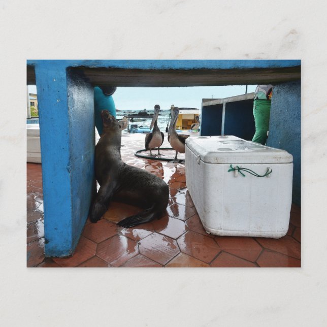 Begging Galapagos Sea Lion Postcard (Front)