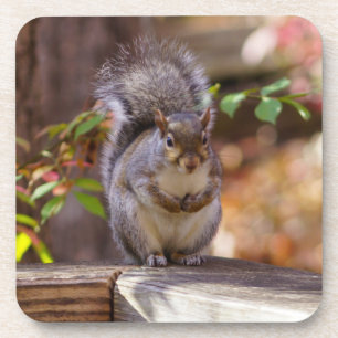 Begging Squirrel Coaster