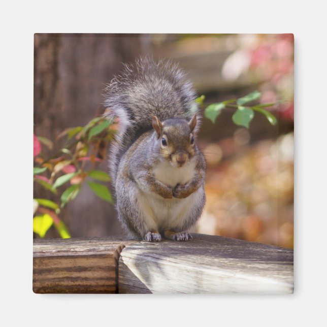 Begging Squirrel Magnet (Front)