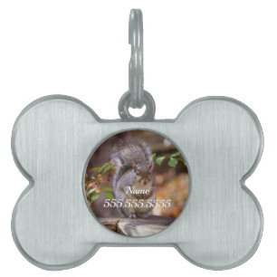 Begging Squirrel Pet ID Tag