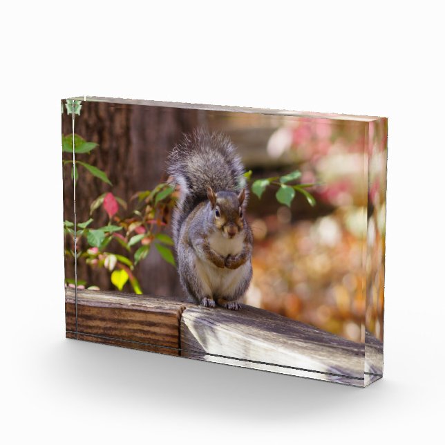 Begging Squirrel Photo Block (Right)