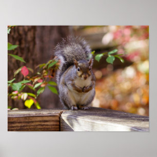 Begging Squirrel Poster