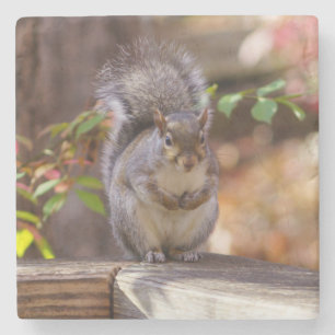 Begging Squirrel Stone Coaster