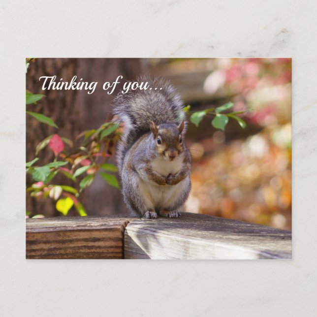 Begging Squirrel Thinking Of You Postcard (Front)