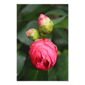 Beginning of Life Photo Print