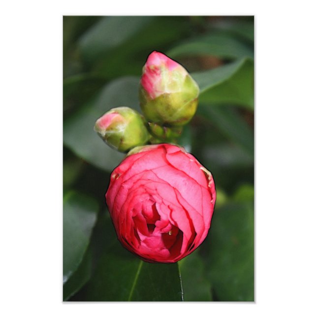 Beginning of Life Photo Print (Front)