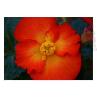 Begonia