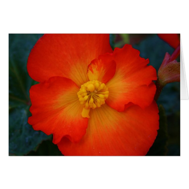 Begonia (Front Horizontal)