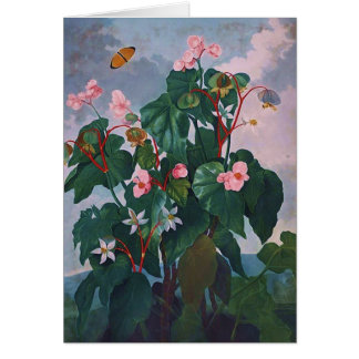 Begonia and Butterfly