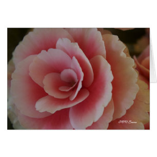 Begonia Beauty