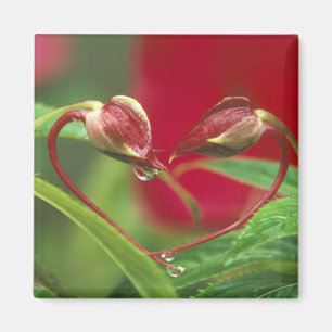 Begonia Buds in heart shape with drops . Credit Magnet