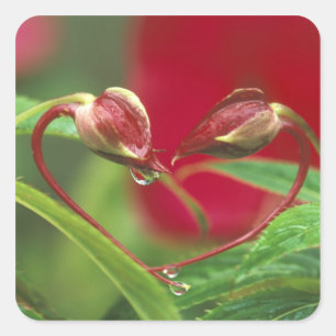 Begonia Buds in heart shape with drops . Credit Square Sticker