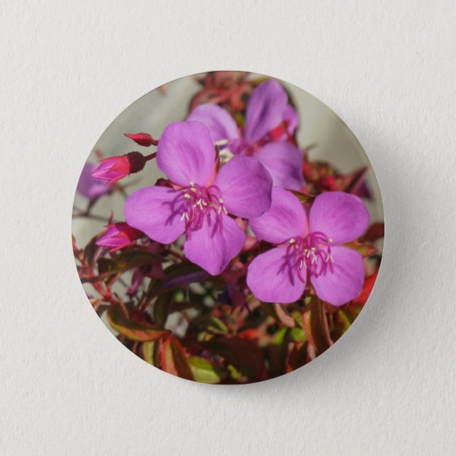 Begonia button (Front)