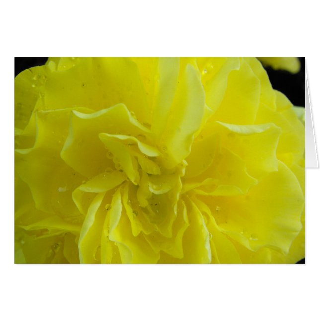 Begonia flowers,海棠 (Front Horizontal)