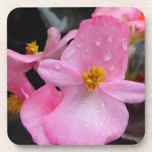 begonia flowers coast coaster