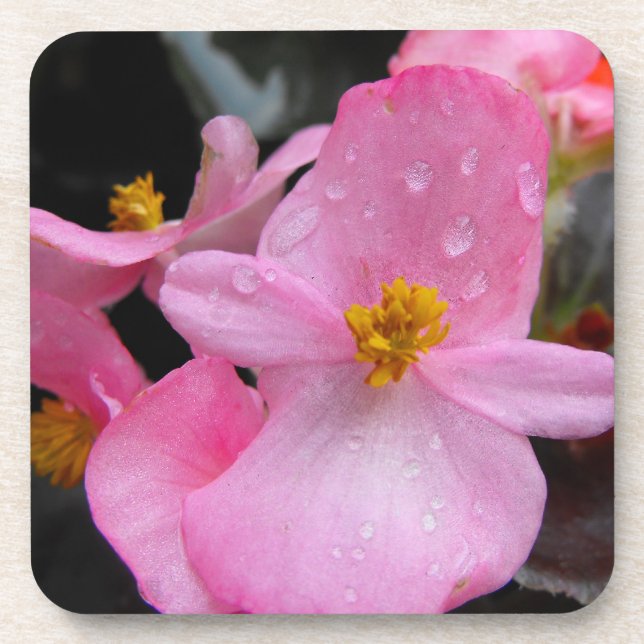 begonia flowers coast coaster (Front)