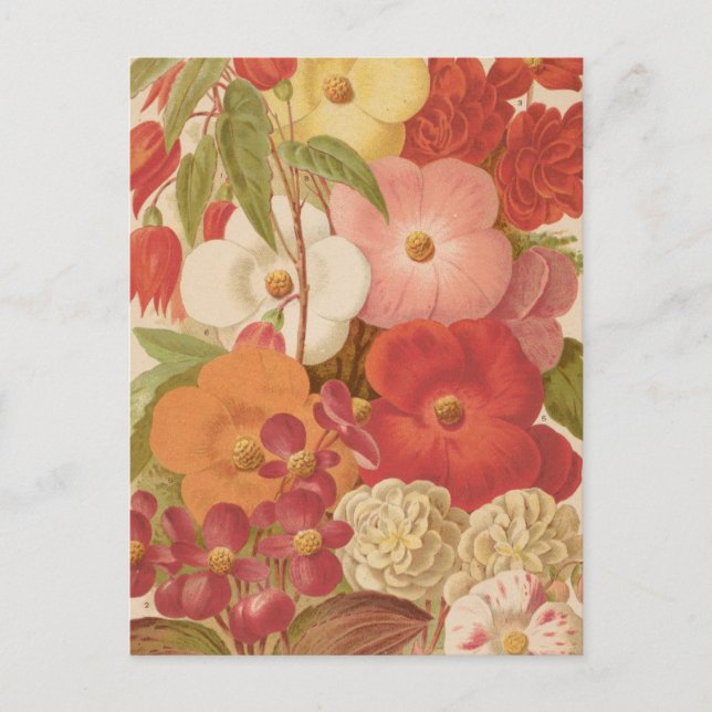 Begonia | George Nicholson Postcard (Front)