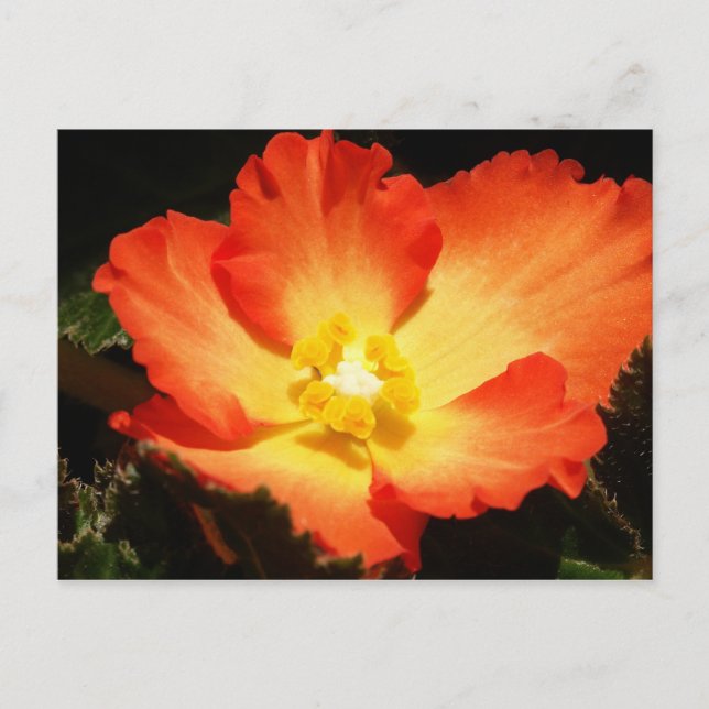 Begonia Postcard (Front)