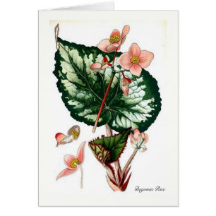 Begonia Rex