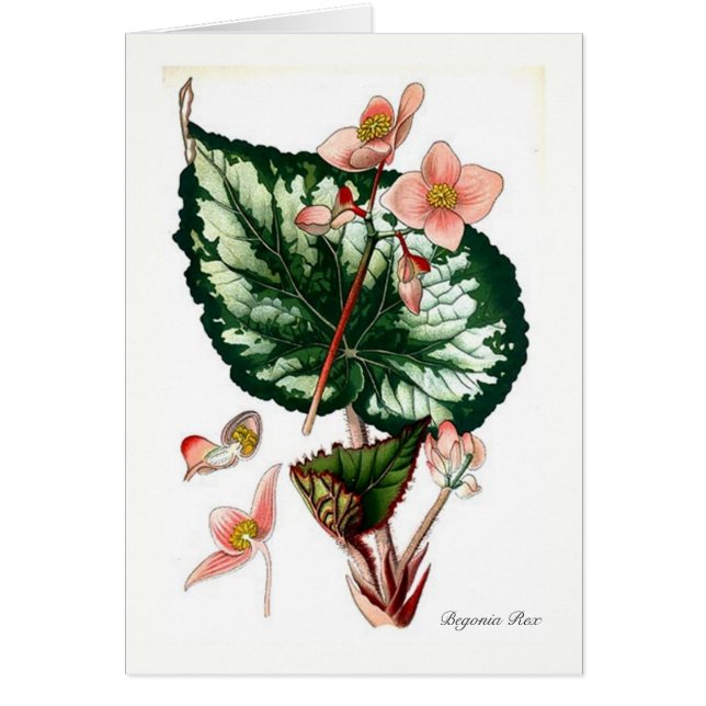 Begonia Rex (Front)