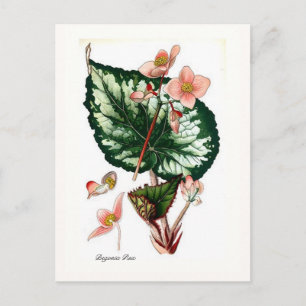 Begonia Rex Postcard