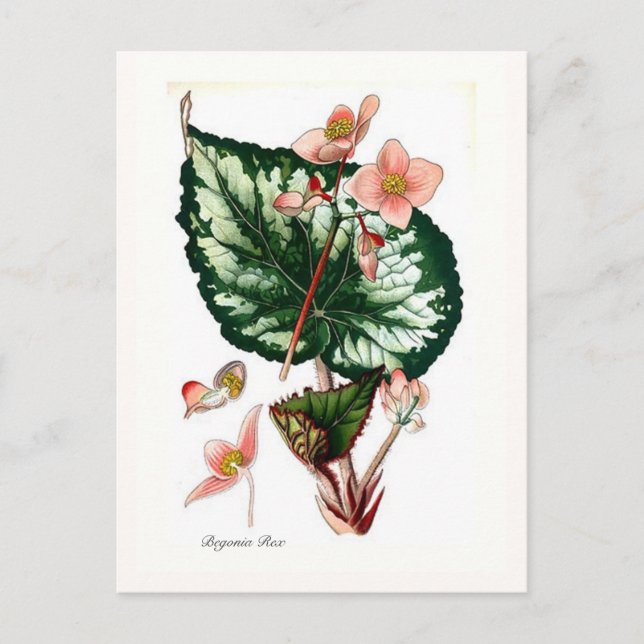 Begonia Rex Postcard (Front)