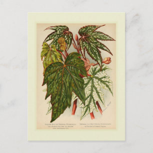 Begonia rex postcard