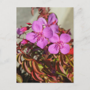 Begonias postcard, customise postcard