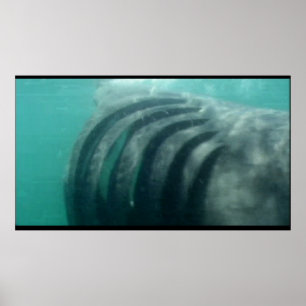 behind a shark poster