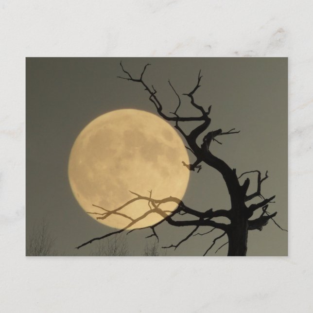 Behind - Full moon behind bare tree collage Postcard (Front)