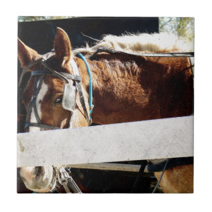Behind the Fence Amish Horse Ceramic Tile