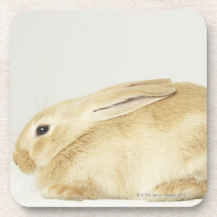 Beige bunny rabbit on white background 4 coaster