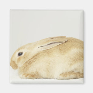 Beige bunny rabbit on white background 4 magnet