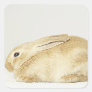 Beige bunny rabbit on white background 4 square sticker