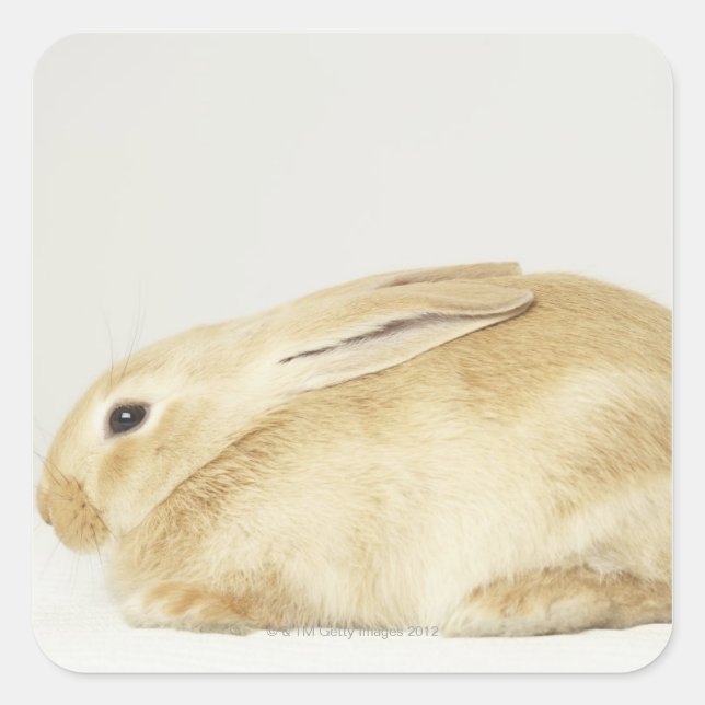 Beige bunny rabbit on white background 4 square sticker (Front)