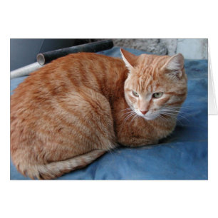Beige Cat