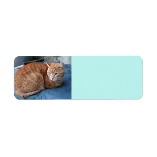 Beige Cat Address Label Return Address Label