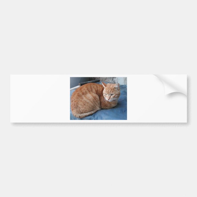 Beige Cat Bumper Sticker (Front)