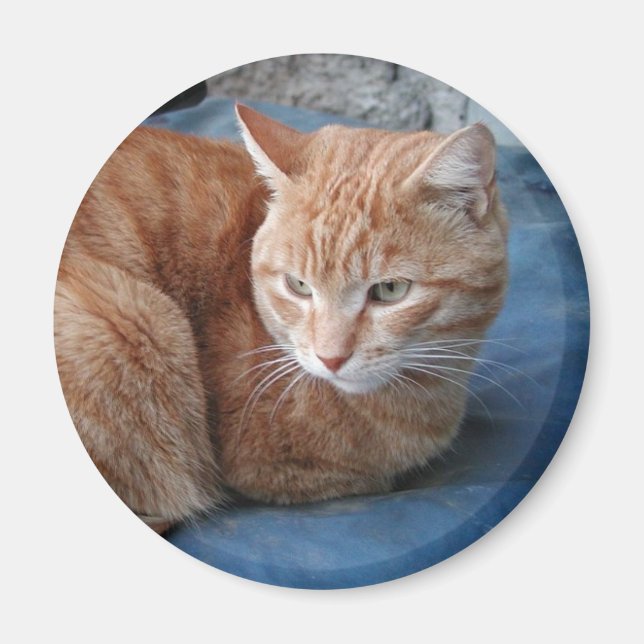 Beige Cat Magnet (Front)