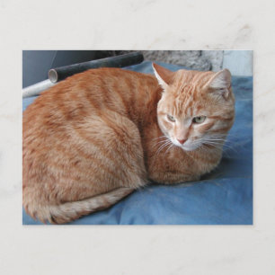 Beige Cat Postcard