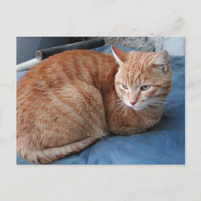 Beige Cat Postcard (Front)