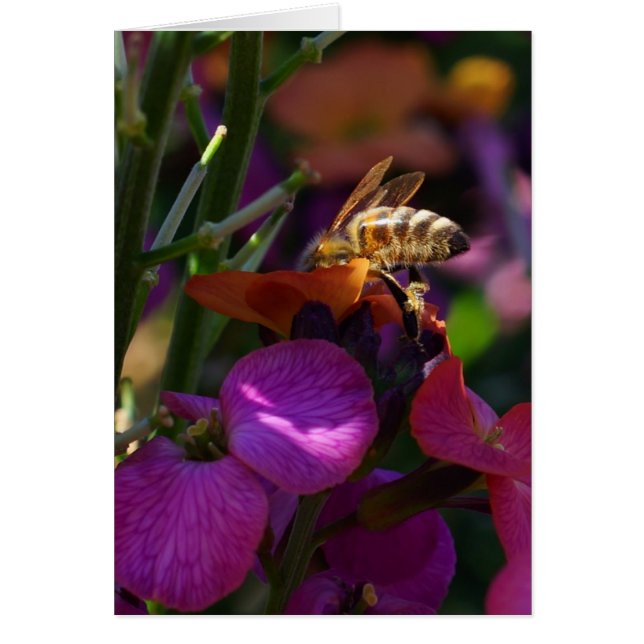 Be'ing a Busy Bee! (Front)