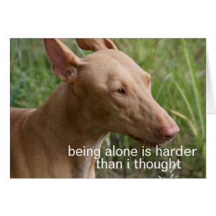 being alone dog
