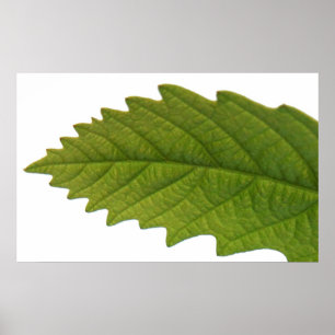 Being Green Poster