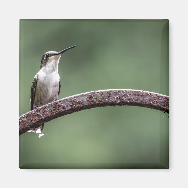 Being Little Hummingbird Magnet (Front)