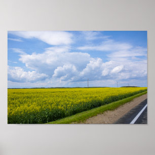 Belarus Road Canola Fields Flowers Sky Poster