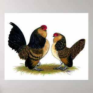 Belgian d'Anvers Bantams:  Quail Poster