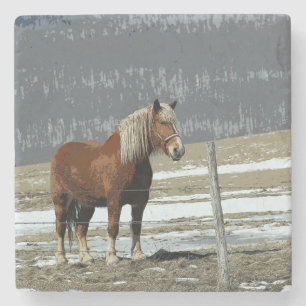 Belgian Draft Horse In Paddock Stone Coaster