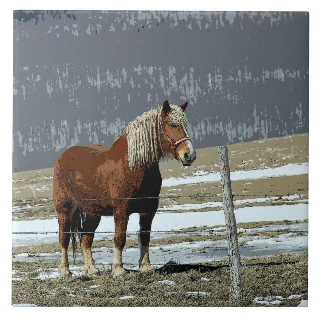 Belgian Draught Horse In Paddock Ceramic Tile (Front)