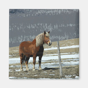 Belgian Draught Horse In Paddock Magnet